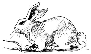 lapin